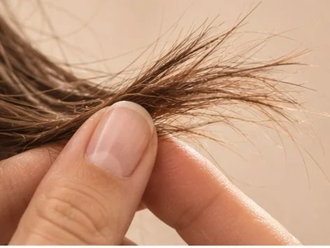 Trockene Haarspitzen mit Spliss in Nahaufnahme